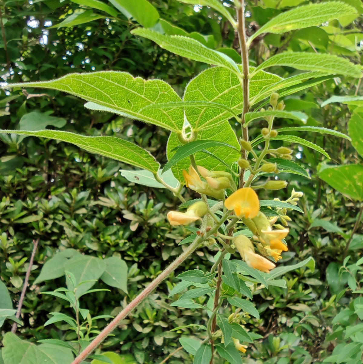 tdr_ytk's tweet photo. #plant #flower #路傍植物 https://t.co/x9ovnqaANC