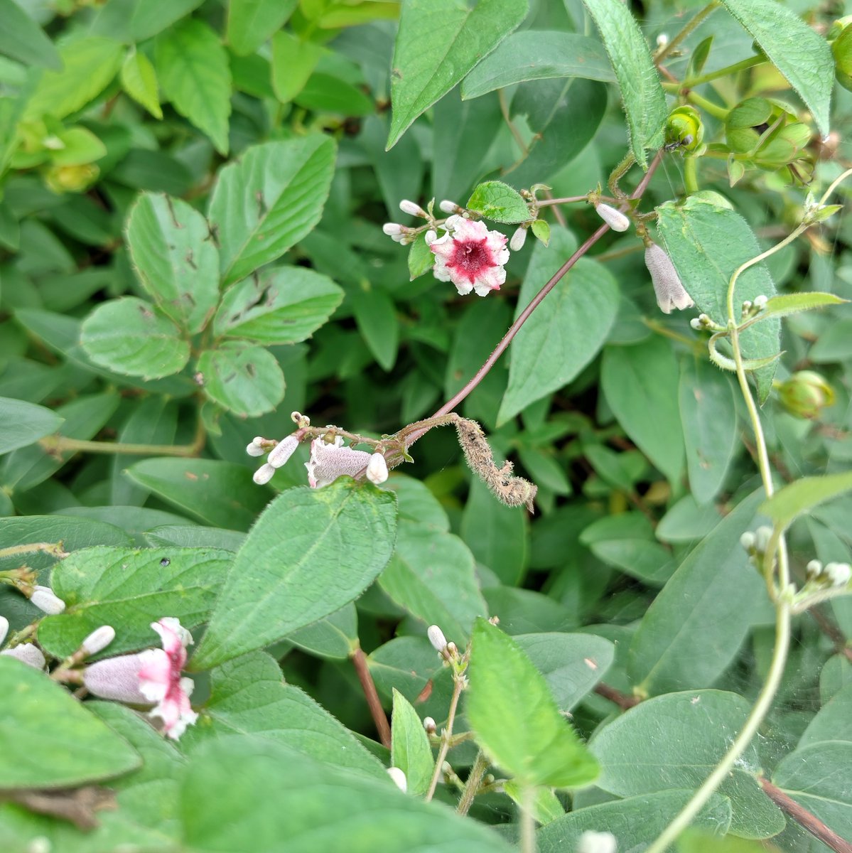 tdr_ytk's tweet photo. #plant #flower #路傍植物 https://t.co/x9ovnqaANC