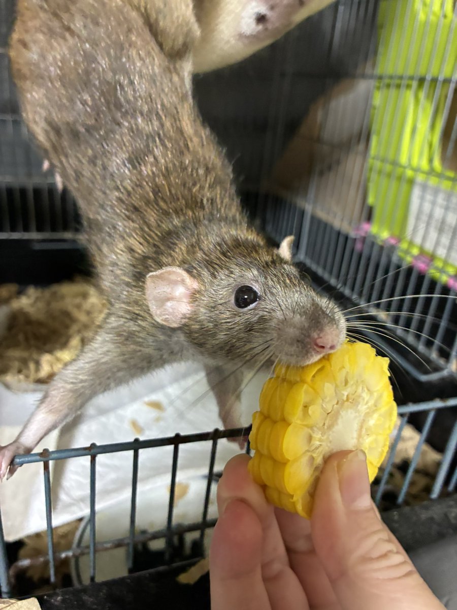 c0614p0825's tweet photo. 今日はとうもろこし🌽

🐀早くよこしなさいよ！

#ファンシーラット https://t.co/aMoKVKCJ4b