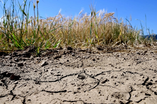KShevchenkoReal's tweet photo. ⚡🇫🇷June’s extreme #Heatwave devastated France - 🇪🇺largest agricultural producer & a key food supplier for #EU.
📉Damage so far:
• Up to 30% of corn production destroyed
• Hundreds of thousands of poultry dead (6,500+ tons lost)
• ~50% of carrots damaged
• 60% of hops wiped out
• Vineyards are ripening three weeks early
🇫🇷 farmers face heavy financial losses from destroyed crops & livestock. Corn prices have already jumped ~11%, with knock-on effects pushing meat, vegetables, beer & wine prices significantly higher across Europe in the coming months. #FoodSecurity Photo: @business
