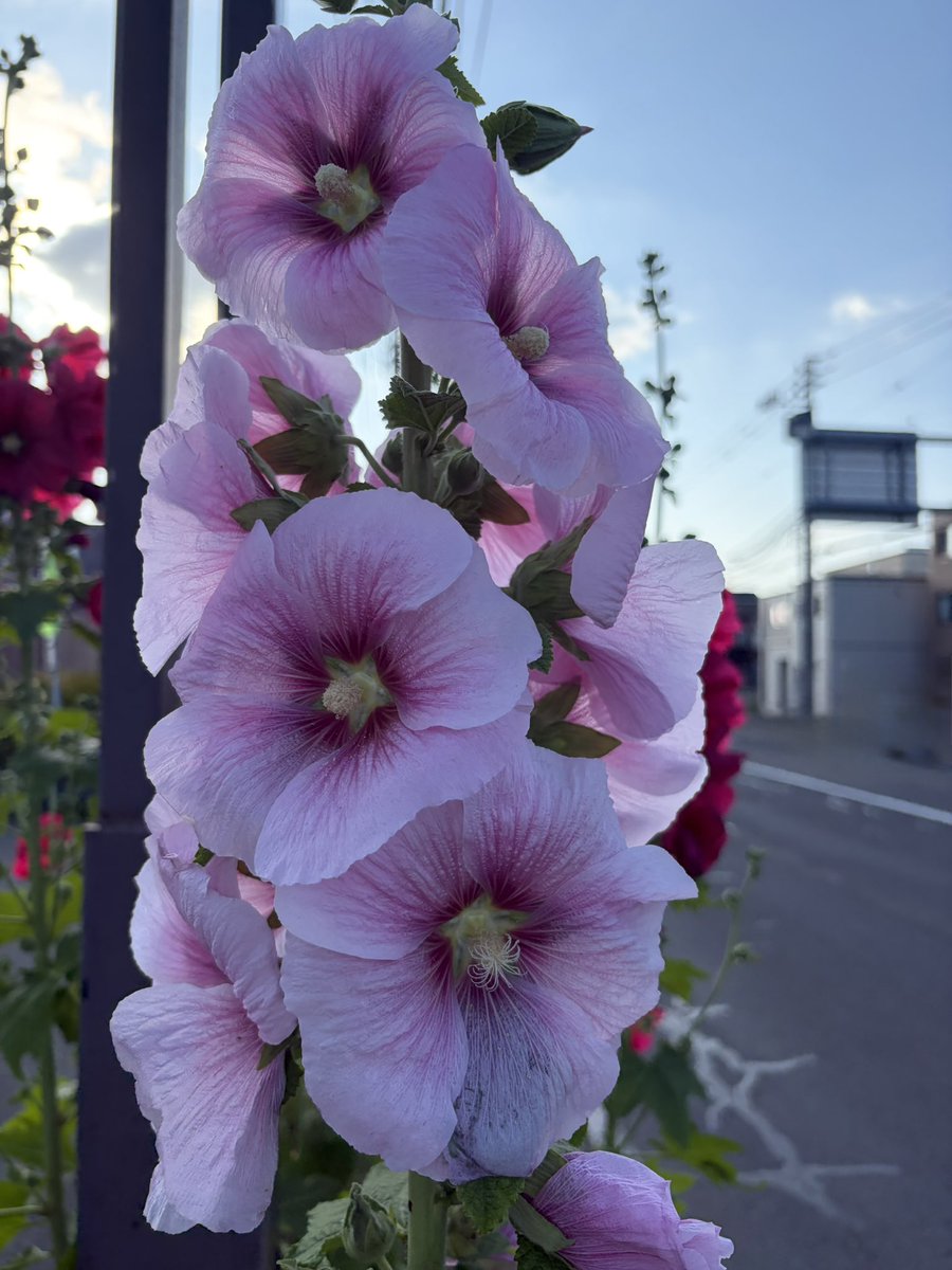 emmany_moon's tweet photo. 立葵があちこちに咲いてますねー
道民はコケコッコー花と言うそうです。
夏を感じるので好き🩷 https://t.co/HtxYO9HJYc