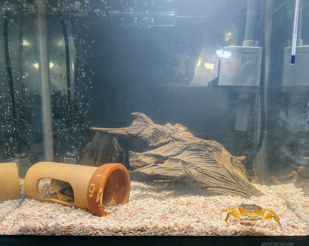 masmichan's tweet photo. こないだ買って来たサワガニは、残念ながら我が家に動くフィルターがあったため晩ごはんになるのを回避いたしました🦀🦀🦀🦀🦀 https://t.co/zFYppFfgvy