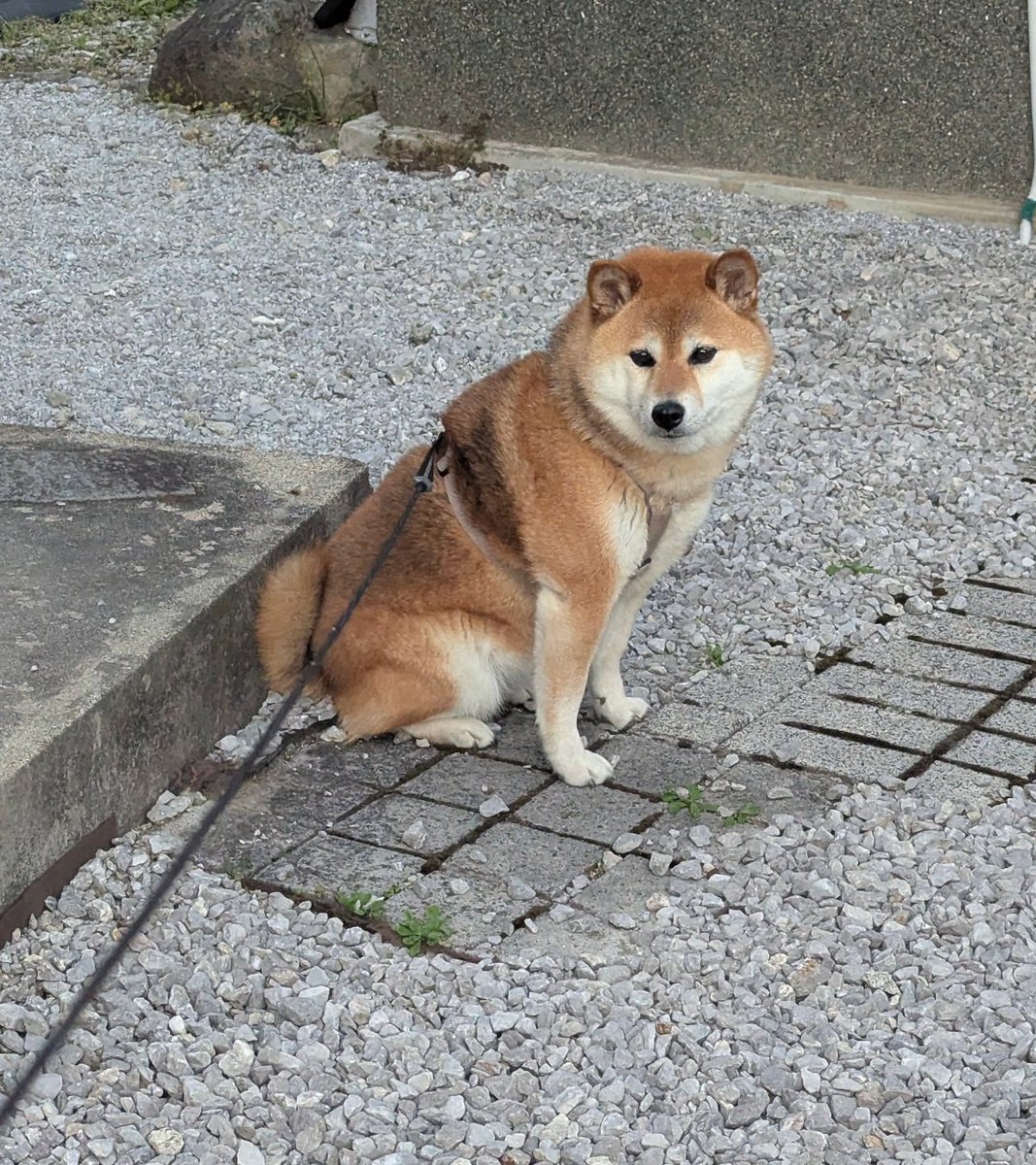 nonohime_shiba's tweet photo. 今週もお疲れさまでした〜 https://t.co/cc6rlQwXZo