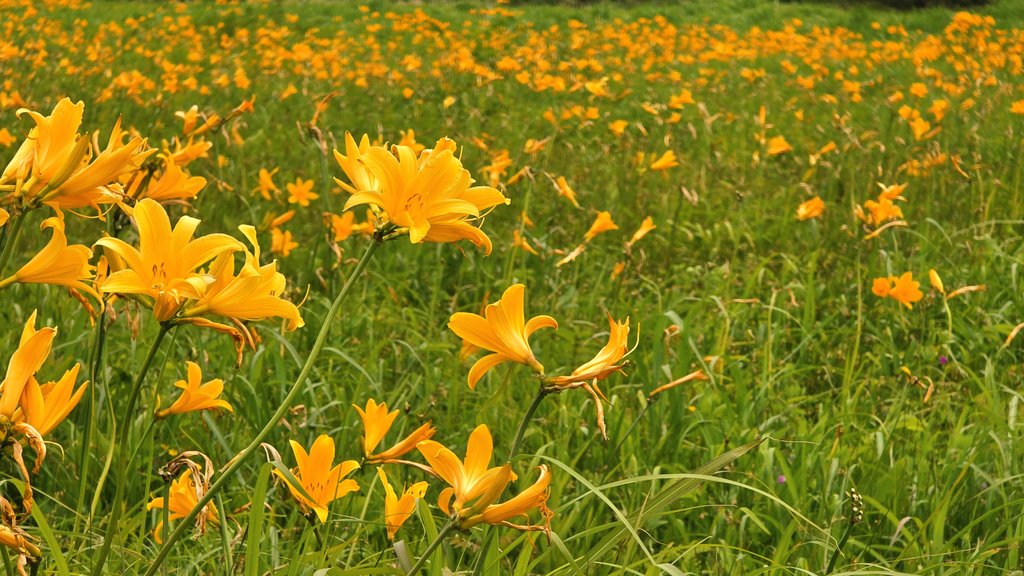 hapi_pom3's tweet photo. 先月ですが、つがる市のベンセ湿原で、ニッコウキスゲを見てきました🌼
湿原を吹き抜ける風が、初夏の訪れを告げていました☺️
#津軽国定公園ベンセ湿原
#ベンセ湿原 #ニッコウキスゲ https://t.co/lLJcjWxPP4