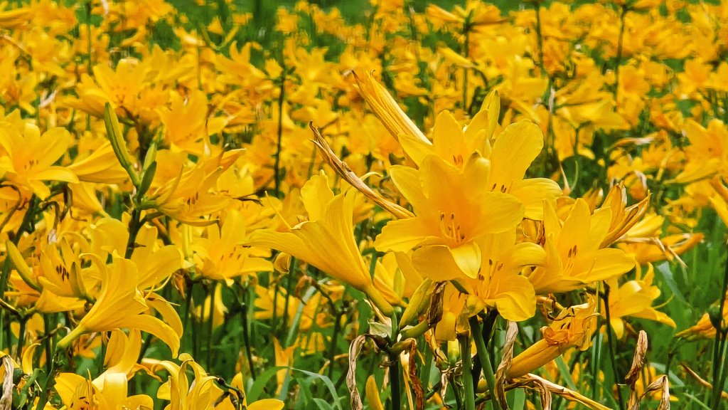 hapi_pom3's tweet photo. 先月ですが、つがる市のベンセ湿原で、ニッコウキスゲを見てきました🌼
湿原を吹き抜ける風が、初夏の訪れを告げていました☺️
#津軽国定公園ベンセ湿原
#ベンセ湿原 #ニッコウキスゲ https://t.co/lLJcjWxPP4
