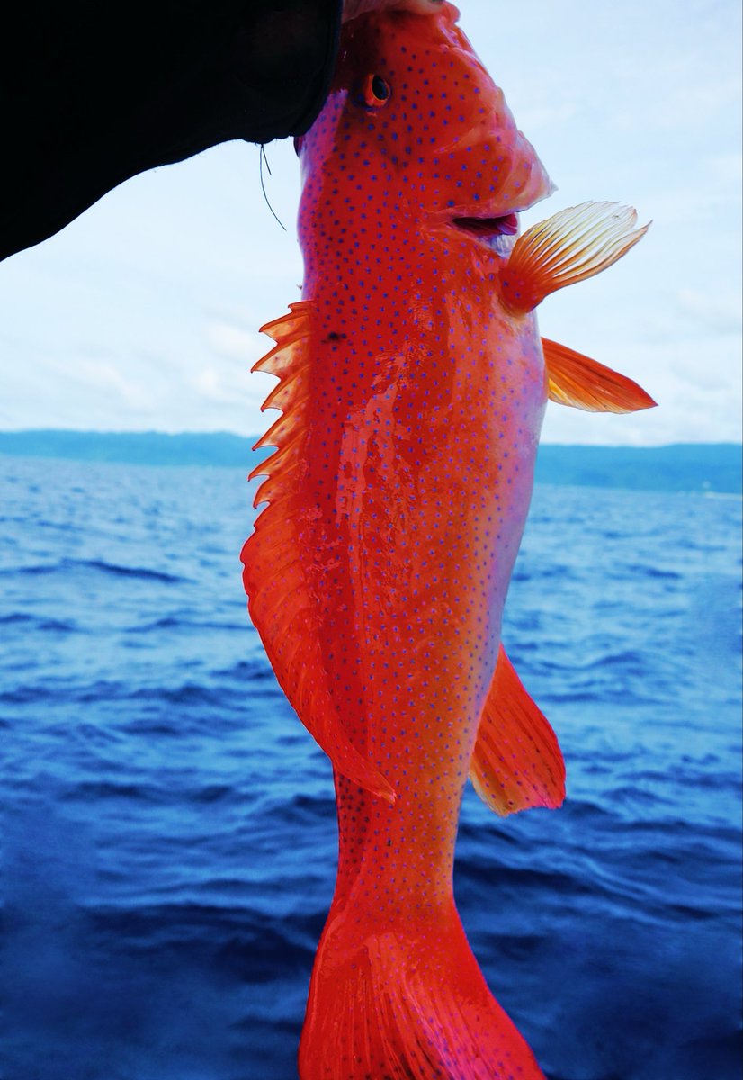 usami_daisuki's tweet photo. アカジン、釣れるようになりました‼️
私のゲン担ぎ魚㊗️ https://t.co/o8QsdiH9Nf