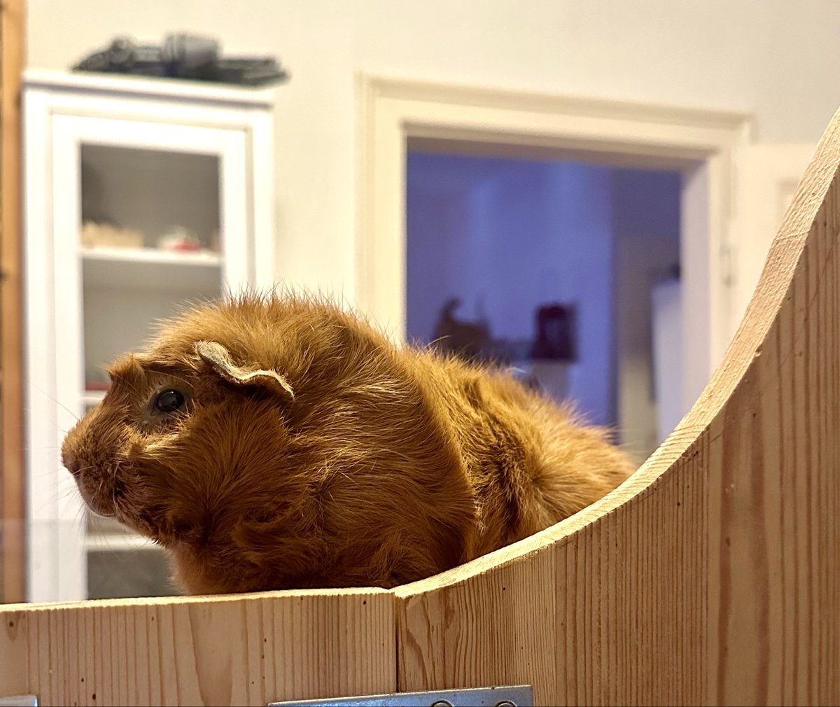 pilipalagwyn's tweet photo. Bin den zweiten Tag in Folge im Büro, Leia ist noch skeptisch https://t.co/gpP6mHAPT9