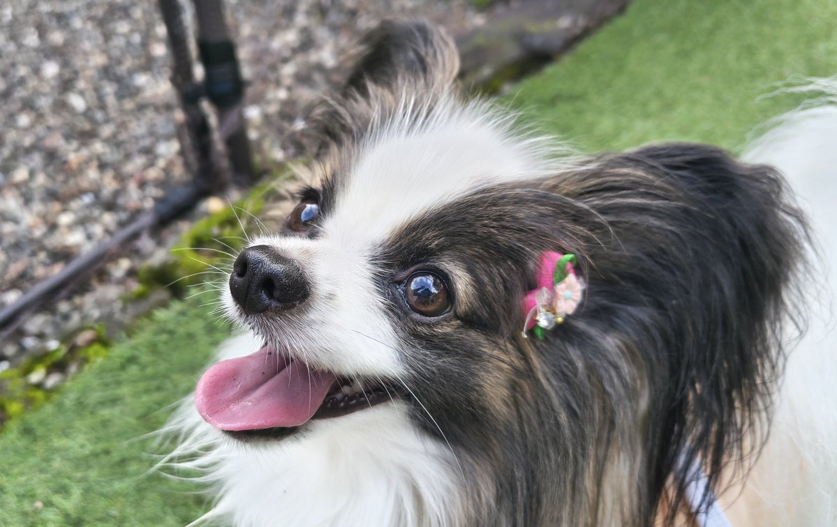 m2mama01's tweet photo. 貴重な青空☀️
たくさんあそんだよ😊🐶 https://t.co/cwVErMwImQ