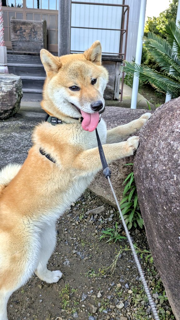 chataro1220's tweet photo. 怪力で岩を動かした！みたいな写真撮れた https://t.co/Cra7W5s2bB