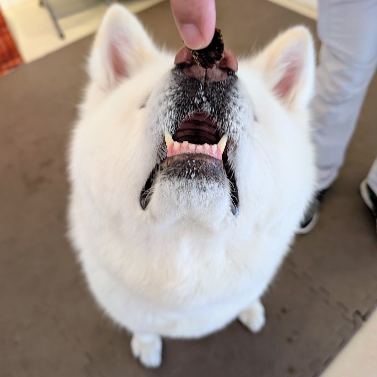 Evan75580gru's tweet photo. おやつに夢中な杏ちゃんシリーズ😍
#秋田犬カフェ 
#秋田犬 https://t.co/OrxMkUzHy0