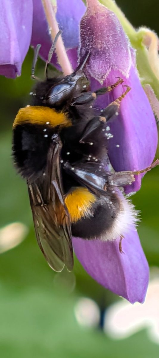 Scorpionnella7's tweet photo. 🐝💜  Sur la glycine, le bourdon vibre lentement; ses pattes d’encre fine griffent le velours des 🌸 tandis que sur son dos noir scintille une constellation de pollen 💜🐝 la glycine en détail  ⬇️

https://t.co/OFZPe9nhtL

https://t.co/evAf156too

#glycine #lovenature #InMyGarden https://t.co/BVPCro9all