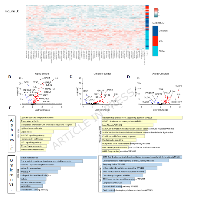 HarrySpoelstra's tweet photo. Less severe endothelial injury and vascular pathway activation in SARS-CoV-2 Omicron variant compared to Alpha

🚨Even mild, vaccinated Omicron cases still damage blood vessels, and probably reinfections are making things worse!

➡️This Interesting Belgium study compared vascular and endothelial effects in hospitalized COVID-19 patients. The Omicron group (≈80 % vaccinated, mostly B.1.1.529, milder symptoms) was contrasted with earlier Alpha-variant cases.

➡️Key findings:
- Omicron patients showed a less pronounced inflammatory profile and lacked the specific damaging pathway activations (e.g. PARP1, renin-angiotensin system) seen in severe Alpha cases.
- Alpha drove stronger cytokine release and a more intense “vasculoinflammatory” loop.

➡️Nevertheless, Omicron patients still displayed clear evidence of endothelial involvement, including activation of key regulators of vascular homeostasis such as TRAIL-R2 and IL-6.

➡️Both variants alter vascular proteins, but Omicron’s effects are attenuated compared with Alpha.

➡️The authors state that endothelial dysfunction may occur even in milder forms of the disease.

➡️Cardiovascular monitoring is warranted during and post-infection regardless of symptom severity or vaccination status.

“Even in mostly vaccinated patients with milder Omicron infection, these patients still display evidence of endothelial involvement, including activation of TRAIL-R2 and IL-6. These findings suggest that endothelial dysfunction may occur even in milder forms of the disease, supporting the need for cardiovascular monitoring during viral infections, regardless of symptom severity or vaccination status.”

‼️So, even in mostly vaccinated patients with milder Omicron infection, endothelial involvement persists through activation of TRAIL-R2 and IL-6, showing that vascular damage occurs even in milder forms. With ongoing mutational evolution of SARSCoV2 driving stronger immune evasion, natural waning of immunity, the large majority of people not updated with current vaccines, and growing evidence that each successive infection adds cumulative endothelial and systemic damage, the risk of repeated vascular injury is increasing, making cardiovascular monitoring essential regardless of symptom severity or vaccination status.  My call for CAUTION is only reinforced!
#AvoidSars2 #AvoidReinfections #GetVaccineUpdated
https://t.co/qjhtnuvBZV