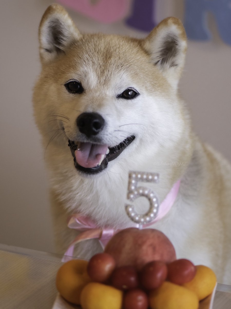 shiba210912's tweet photo. 5歳になりました!!!!! https://t.co/T4htV8hOqB