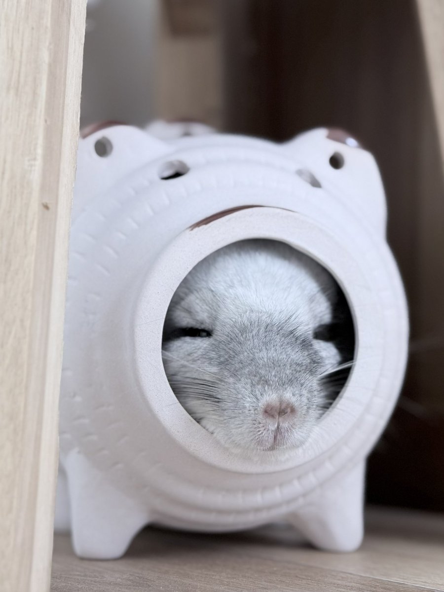 夏、はじまりました🎐 #チンチラ #夏 #chinchilla
