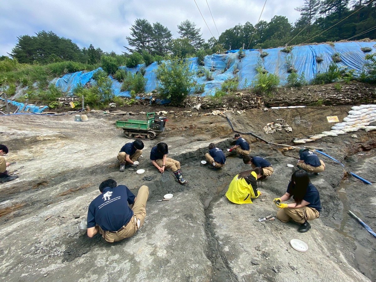 TCA_ECO's tweet photo. 🦕恐竜について、現地で学ぶ！

久慈での宿泊実習では、化石発掘体験や博物館での見学・学習を実施しました✨

実際の発掘現場で岩石を観察しながら作業を行い、博物館では地質や化石について理解を深めるなど、現地だからこそできる貴重な学びを経験しました！

#TCA東京ECO #恐竜・自然史博物専攻 https://t.co/Prsz4fRgaC