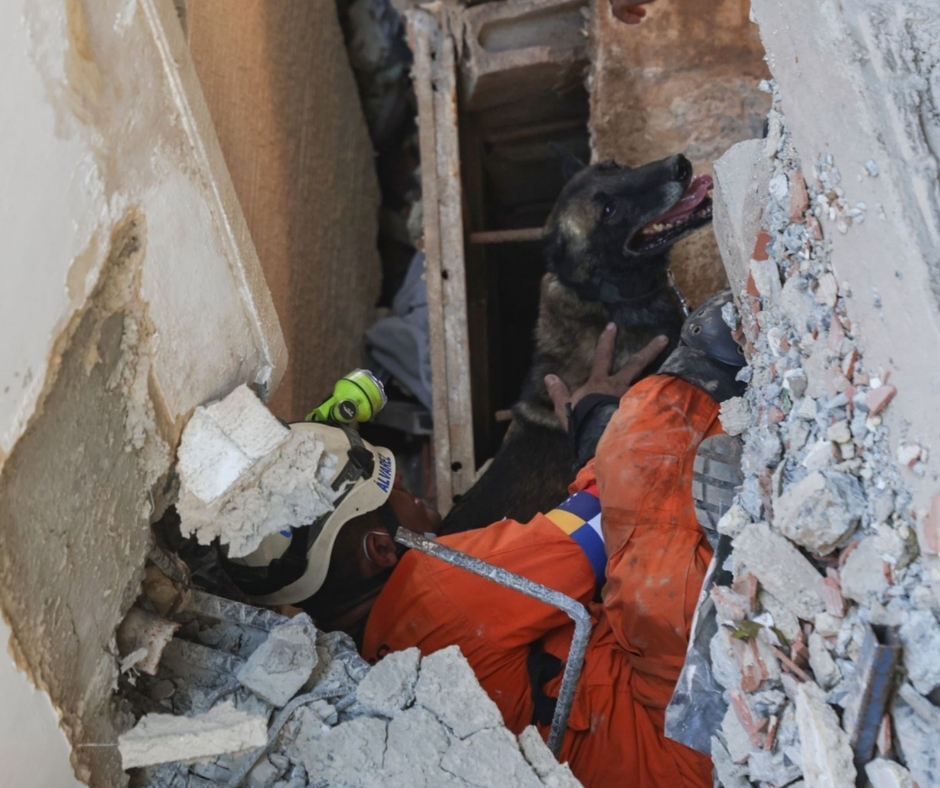 Network4Animals's tweet photo. 🆘 The earthquakes are over. The crisis for animals isn't 😿🇻🇪

Thousands of cats &amp; dogs are still injured, hungry &amp; trapped beneath the rubble. #NetworkForAnimals is helping, but we urgently need your support.

👉 Please donate today and help save lives: https://t.co/Ri7tX5htTC. https://t.co/JXOSYkzVTL