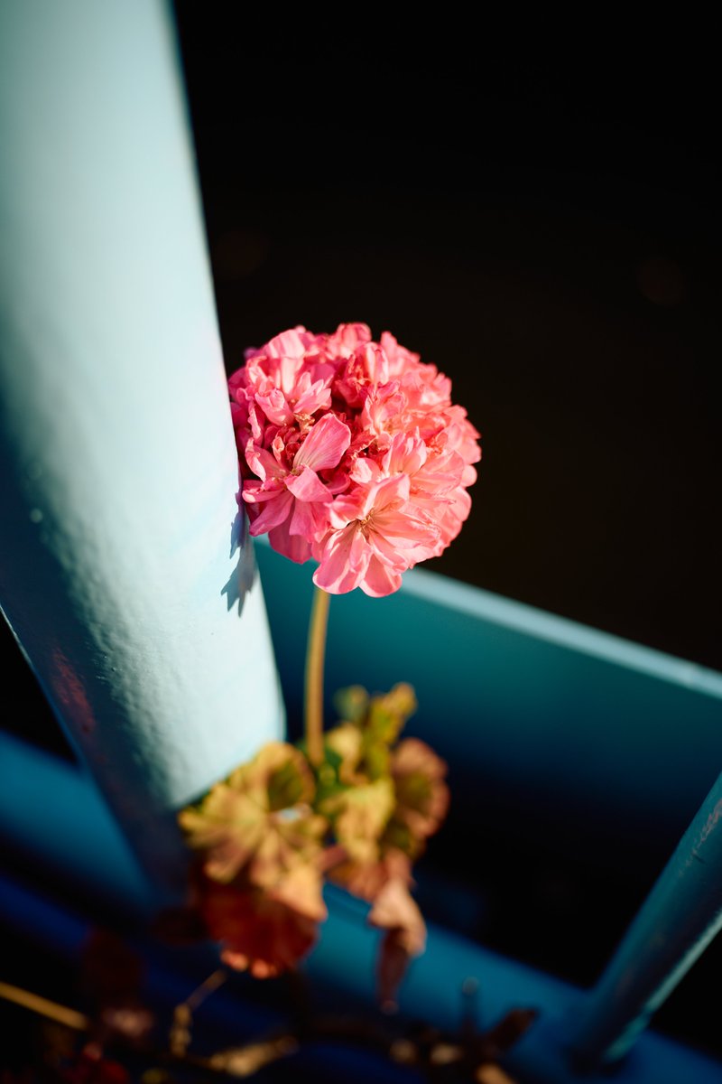 KannistoJuha's tweet photo. From May 17th around Shinagawa Seaside with my Sony #A7CII &amp; #Voigtländer Apo-Lanthar 28/2 when the sun was shining. Still waiting for rainy season to come to an end. More: https://t.co/PRU8uVeRox https://t.co/2kBMipqGNZ