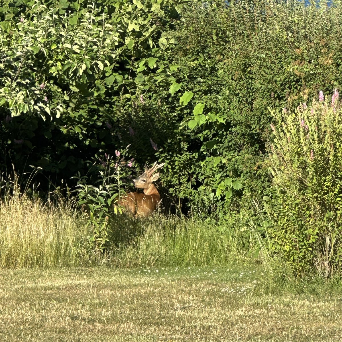 mestigoit's tweet photo. @LefterisJP Bornholm 🇩🇰
Lot of Wildlife. We had a deer kid in the garden. :) https://t.co/16zgl6b6jx