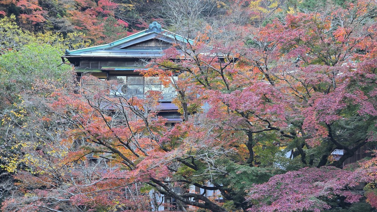 poco_a__poco___'s tweet photo. 福住楼はいいぞ https://t.co/q2tNE5tstY