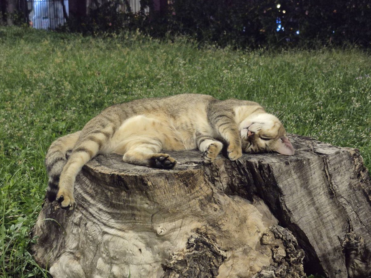 er9745679057016's tweet photo. はぁ。SNSが世界中の猫だけの写真になればいいのに。そしたらみんな幸せになるのに。#猫 #猫好き #猫が見たい #cat #worldcat #ilovecat https://t.co/nEh9hkQdrE