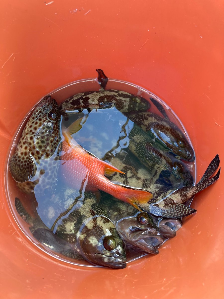 nocoguma's tweet photo. ひえひえのビールと海と魚と果物の島に今年もやってきました（泳ぎ釣りでめちゃくちゃ釣れたw https://t.co/rwP4QuwAHt