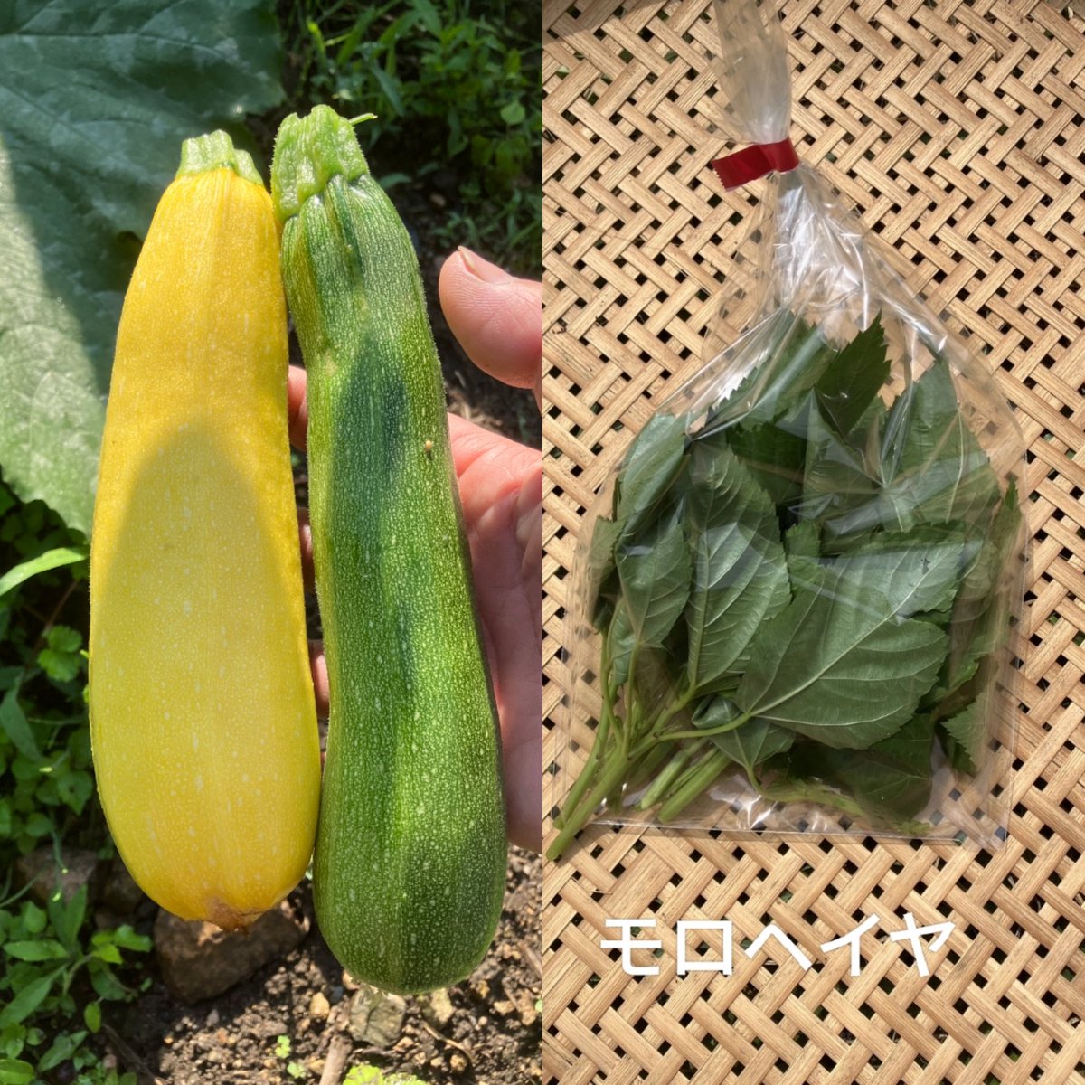 iwakurafarm's tweet photo. ご予約は7月5日（日）18時までになります。ご希望の方はメッセージかコメント下さい。ご予約いただけると確実にお渡しできます。どうぞよろしくお願いいたします。

7月7日（火）にお野菜届きましたら改めてご連絡いたします。アトリエ☆どんぐりにてお渡しできます。8日水曜日にお渡しも可能です。 https://t.co/rcc3switI8