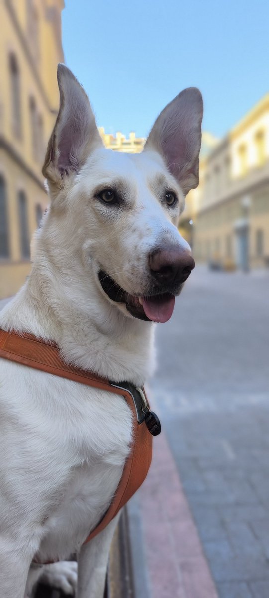 ktalana's tweet photo. @jordisabate El Fuixur fa igual... És de mida gran (43kg), molt calorós i amb aquesta calor no es vol moure de casa, li dius de sortir i et mira amb cara de: ho dius de veres? Sortir ara? Ni de conya! 🤣PD: que guai escoltar l'Angelo parlar català, ho fa suuuper bé!! 🙌👏👏👏 https://t.co/d8hZ50vx6u