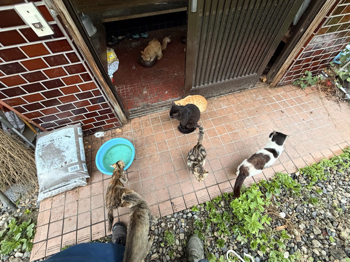 kodama2026's tweet photo. 多頭飼育崩壊。飼い主亡くなり親戚も何もせず。開きっぱなしの玄関に家。みんな基本懐いて美男美女ばかり。みんな猫風邪。確認出来てる範囲で13匹。どうにかします。が一気は無理なんで誰かいませんか？#多頭飼育崩壊 #猫 #保護猫 #動物愛護 https://t.co/vI5YkjC81l