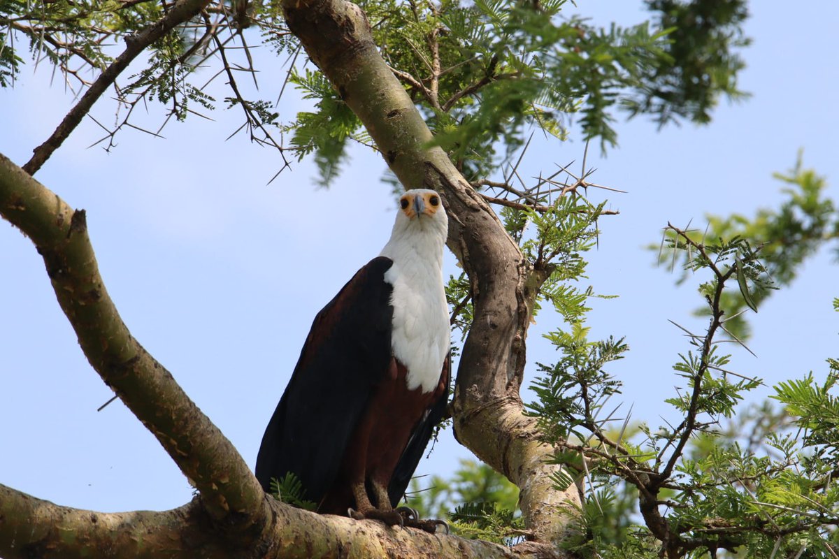 ChigoTours's tweet photo. Uganda is a paradise for birders! From the legendary Shoebill to mountain gorillas, experience the best of the wild https://t.co/sFrMxIc3d0 Expert guides, perfect shots, and unforgettable memories. 
#Uganda #Birding #Safari #GorillaTrekking #ChigoTours #WildlifePhotography https://t.co/iXBFvFidJk
