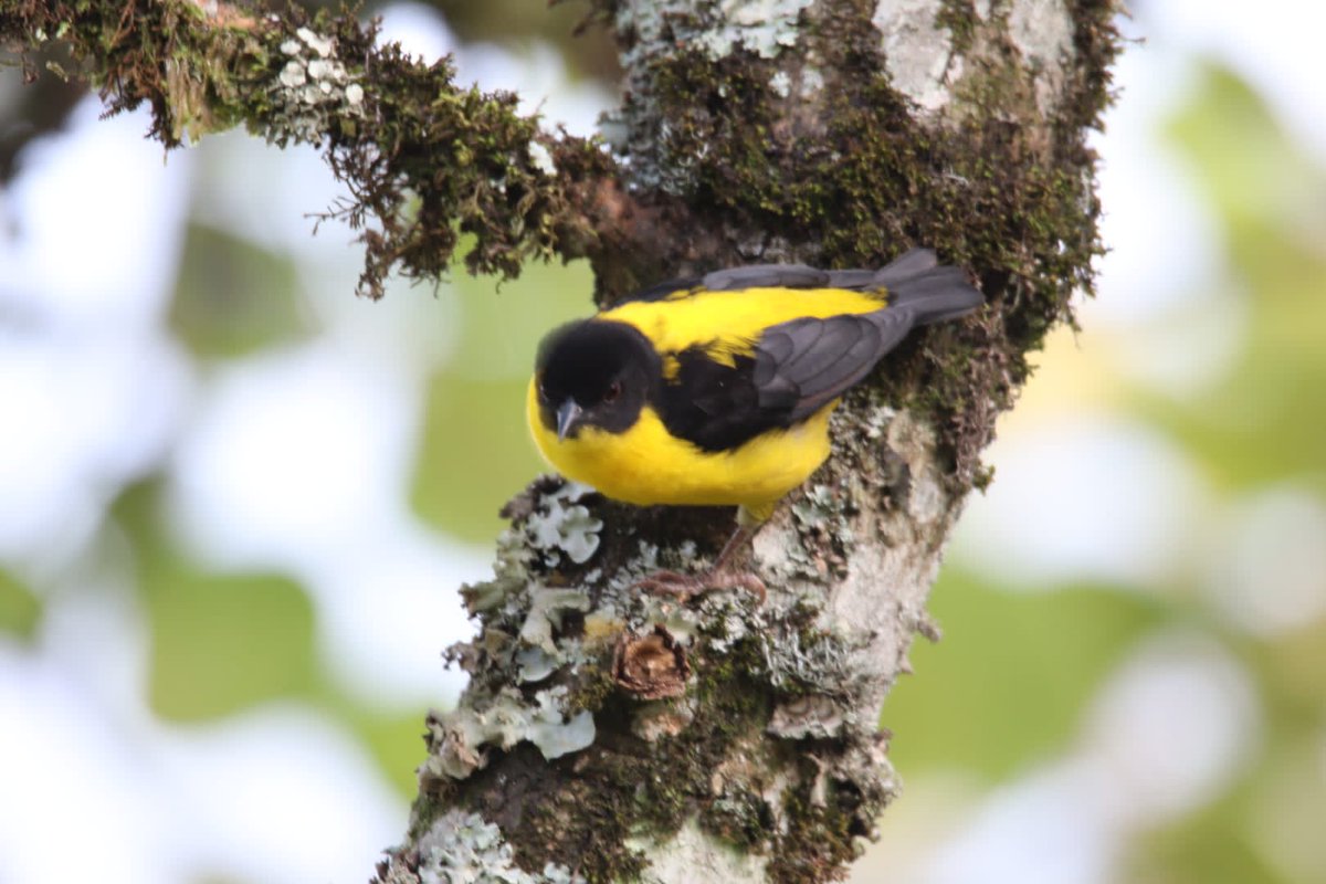 ChigoTours's tweet photo. Uganda is a paradise for birders! From the legendary Shoebill to mountain gorillas, experience the best of the wild https://t.co/sFrMxIc3d0 Expert guides, perfect shots, and unforgettable memories. 
#Uganda #Birding #Safari #GorillaTrekking #ChigoTours #WildlifePhotography https://t.co/iXBFvFidJk