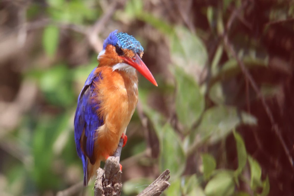 ChigoTours's tweet photo. Uganda is a paradise for birders! From the legendary Shoebill to mountain gorillas, experience the best of the wild https://t.co/sFrMxIc3d0 Expert guides, perfect shots, and unforgettable memories. 
#Uganda #Birding #Safari #GorillaTrekking #ChigoTours #WildlifePhotography https://t.co/iXBFvFidJk