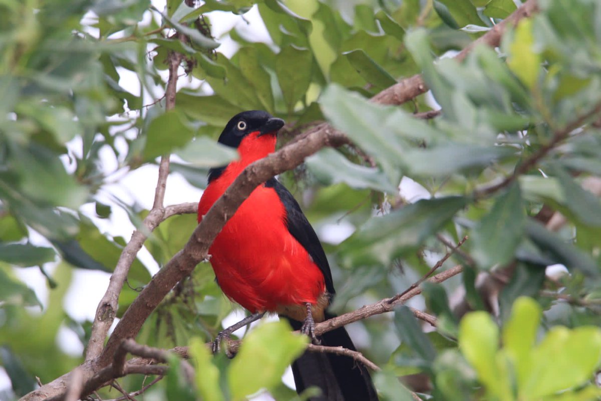 ChigoTours's tweet photo. Uganda is a paradise for birders! From the legendary Shoebill to mountain gorillas, experience the best of the wild https://t.co/sFrMxIc3d0 Expert guides, perfect shots, and unforgettable memories. 
#Uganda #Birding #Safari #GorillaTrekking #ChigoTours #WildlifePhotography https://t.co/iXBFvFidJk