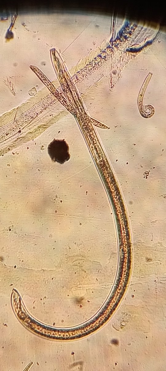 GreenORnD's tweet photo. Nematology is fun - observing these  👏🏾👏🏾 https://t.co/lM6kIqG356