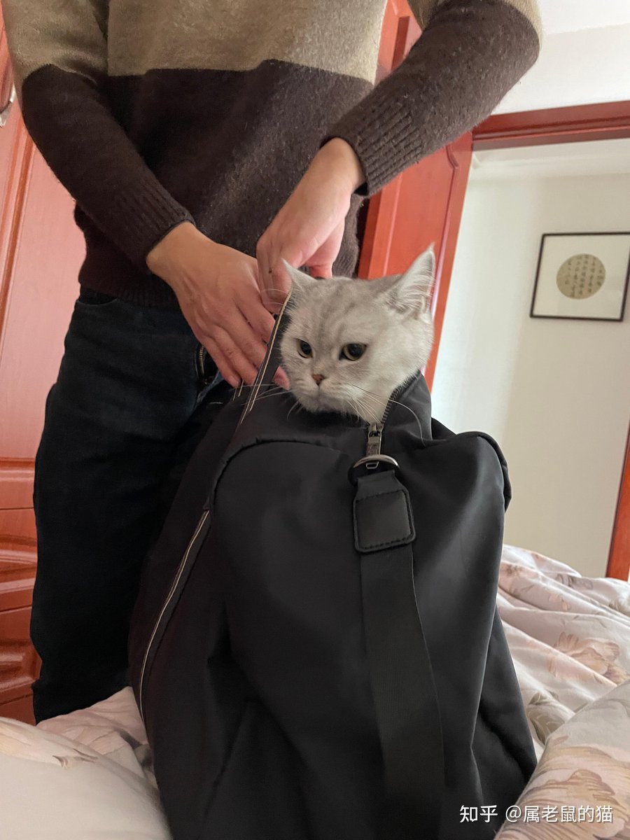 MikaelaMiller3's tweet photo. My cat napped in my work handbag today  Best unplanned office buddy ever. https://t.co/xVsftVT0Mq