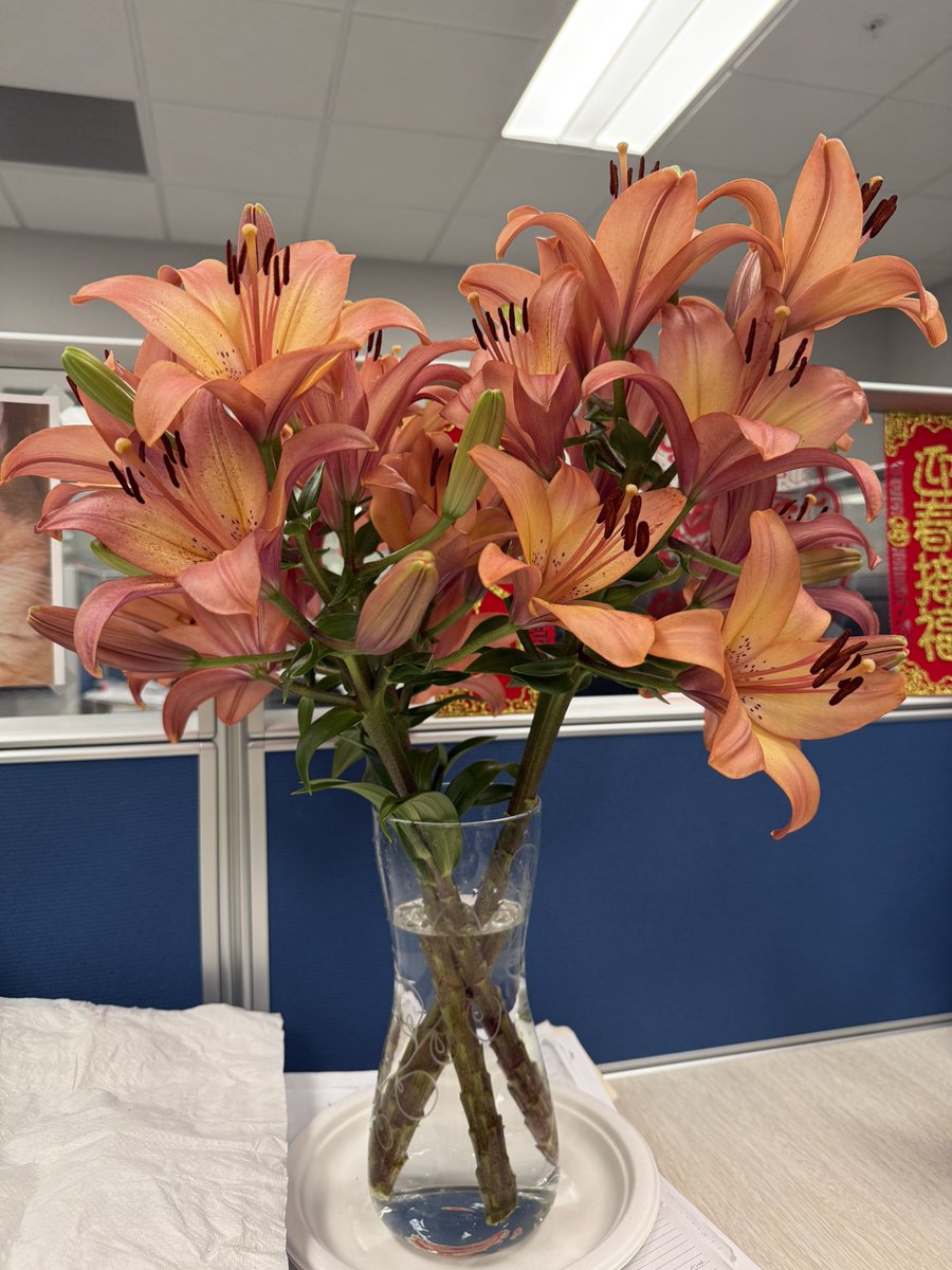 smurfclumsy7's tweet photo. Tiger lilies in full bloom, it’s been two weeks💐同事家后院剪的花已经开了两周了，我还送了几枝给另一个同事，大家都开心😻我在公司里就是妥妥的团宠❤️🩷💜🦄 i’m very lucky!🍀 https://t.co/UoCR9UZp2i