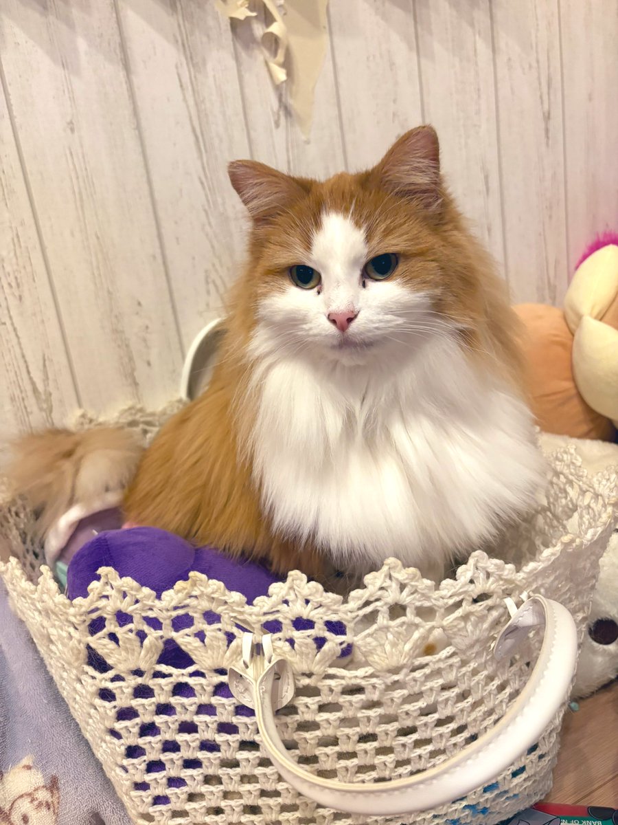 klinyan's tweet photo. 今日はうちのﾈｺﾁｬﾝのBIRTHDAY🎂🎉
可愛い子ちゃんは5歳になりまちた🐈
まだまだ赤ちゃん気分が抜けないけどそろそろ子供の時代が終わってしまうかな🥺
3枚目と4枚目は今日のばーすでいガールです💕
おめでとうﾈｺﾁｬﾝ🫶🏻 https://t.co/SMQnoA7wj9