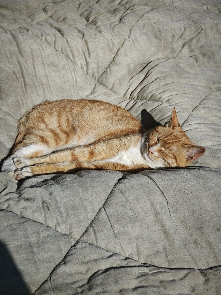 mthen27's tweet photo. Nothing beats the quiet joy of sharing a lazy Sunday on the couch with your fur baby —paws, purrs, and zero plans needed. https://t.co/aIWJkrdZFn