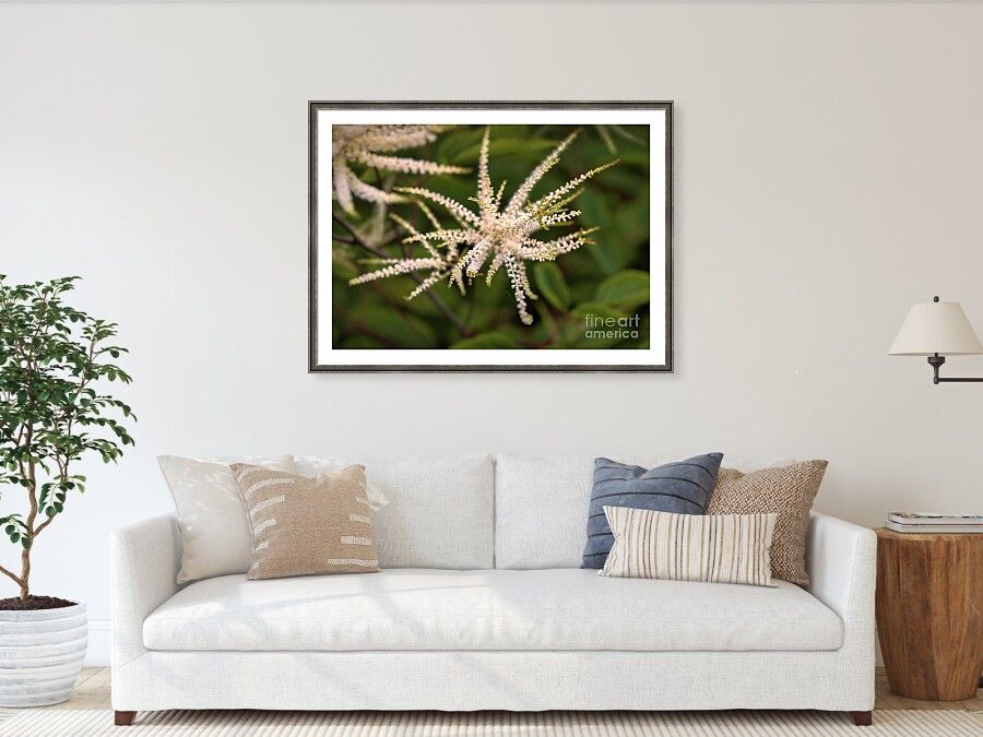 Ros_A_Turner's tweet photo. Summers First Whisper of Aruncus dioicus
https://t.co/v97ltMfm3i
#FineArtPhotography #BuyIntoArt #CreativeHomeStyling #BotanicalArt #NatureInDecor #ModernMinimalist https://t.co/pSigCBvpwZ