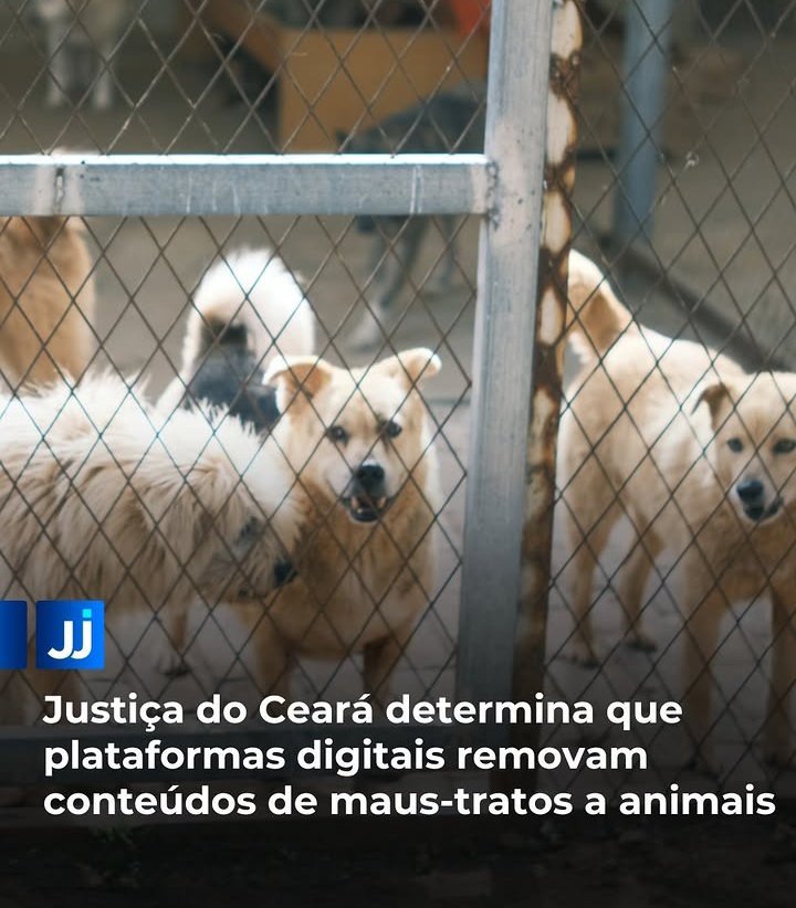 lola19803789's tweet photo. 🆕️ BOA NOTÍCIA 

CONTRA CRUELDADE ANIMAL https://t.co/qzCwjlYOqq