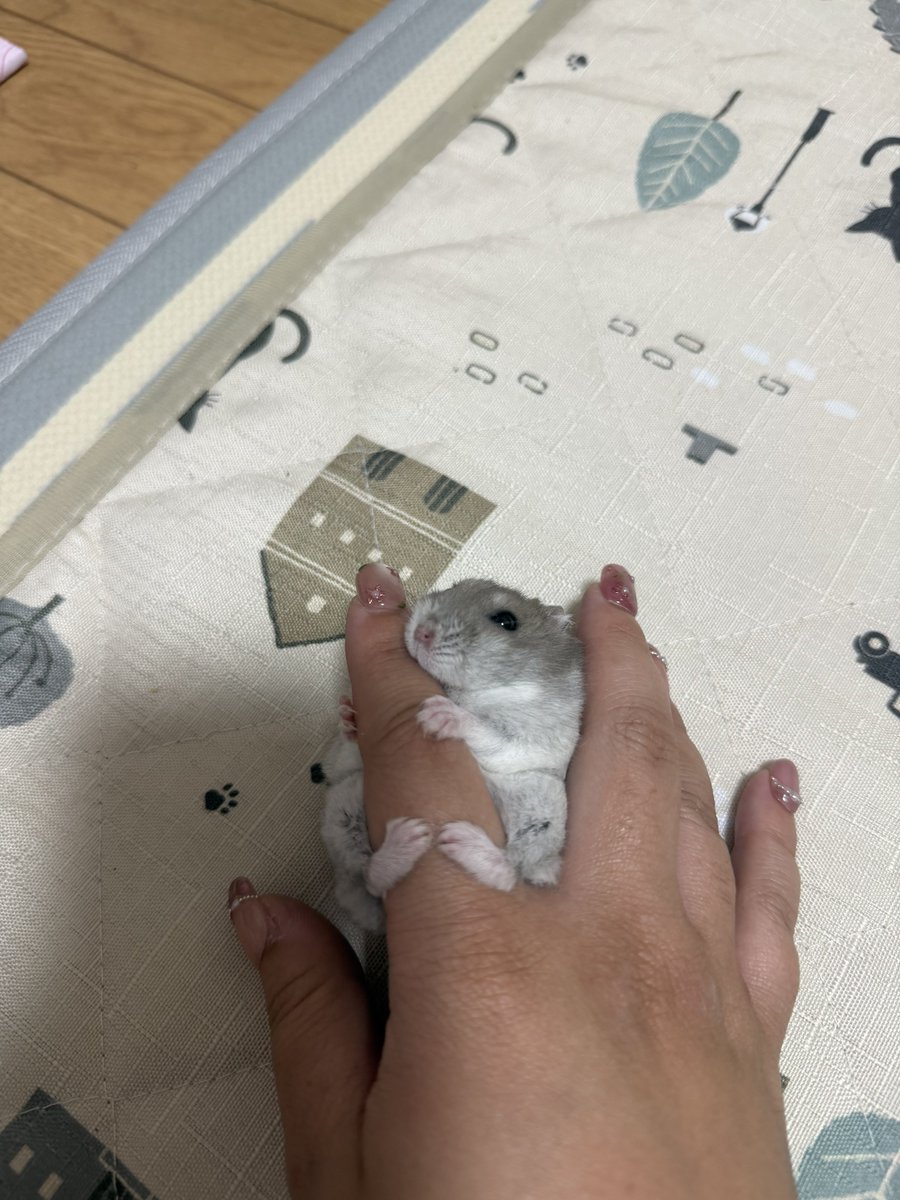 hamhammnm's tweet photo. おとちゃん床に置いても離しません😂😂
 #ハムスター好きと繋がりたい https://t.co/hHgQ4uxsWh