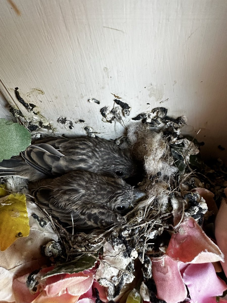 CandaceHavens's tweet photo. Yesterday this little guy was on the edge of the nest.  Today there are only two.  Fly free little dude.  #birds #birdsonmydoor #mysteryauthor https://t.co/6l4vToN6WE