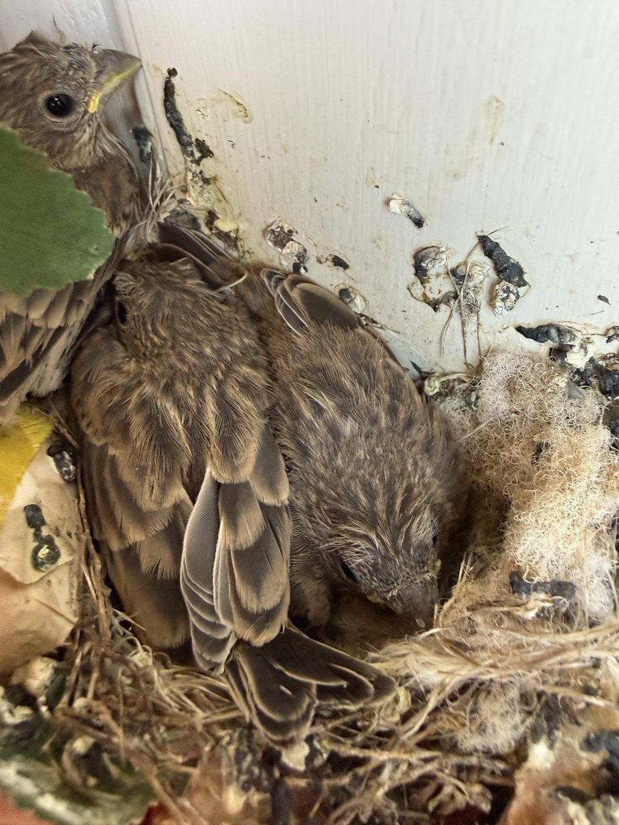CandaceHavens's tweet photo. Yesterday this little guy was on the edge of the nest.  Today there are only two.  Fly free little dude.  #birds #birdsonmydoor #mysteryauthor https://t.co/6l4vToN6WE