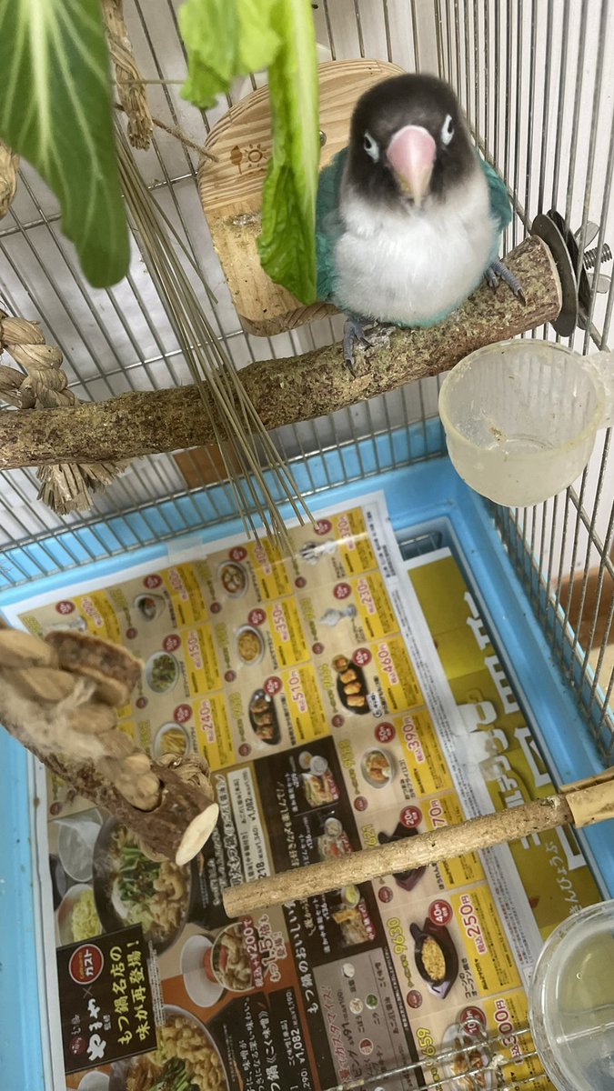 misatomc's tweet photo. 2026/07/03
今日の敷き紙

やずや　やまや https://t.co/4g80WFTW9j