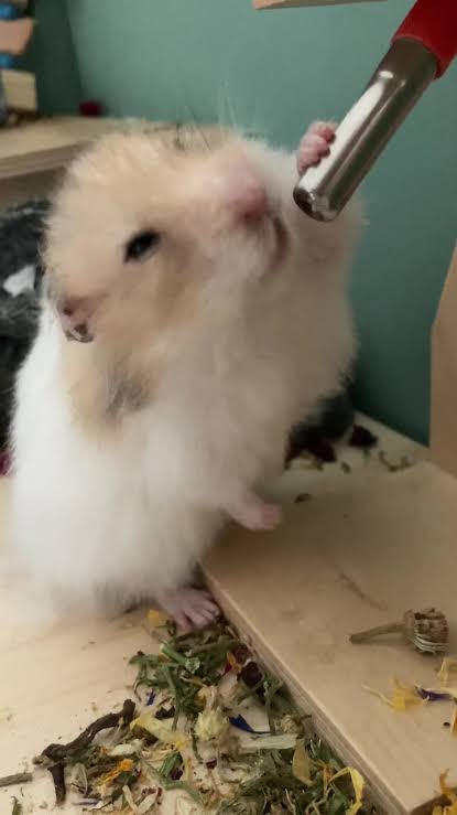 thehamsterbear's tweet photo. https://t.co/MRocD51FY5