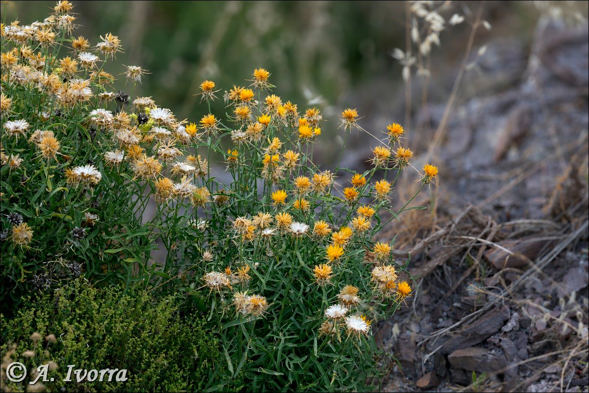 AndresIvorra's tweet photo. Centaurea kunkelii
Sierra de Gádor (Almería) - Junio

Es una hierba vivaz, que puede alcanzar hasta 45 cm de altura.
Vive en bordes de caminos y taludes próximos, aunque se puede encontrar de forma dispersa entre el matorral adyacente. https://t.co/mpIZn6LRTW