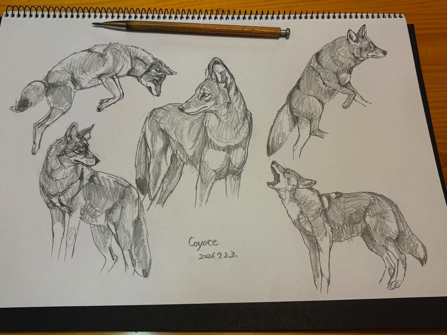 haiiromizunagi's tweet photo. いつもの所ⅠとⅡで #コヨーテ #Coyote #Canis #Canidae #Carnivora を #大人の鉛筆 で #スケッチ #ドローイング キツネと同じく反省点の多かった本種の続き。明日は久しぶりに東京に出かけるので、帰宅後にいろいろ準備する関係もあって、3ポーズ描いて終了とした。やはり、斜め前のポーズは難しい‥ https://t.co/d29z4VsaGy