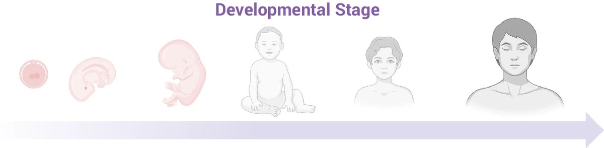 Elvin_Wag's tweet photo. 🧬 Happy to share our new Perspective @NatureComms! Why can one mutation cause a childhood cancer in some cases and an adult cancer in others? The answer is developmental timing: early-life hits retain fetal programs, while later hits must rewire them. 🧵https://t.co/f525D1CiEM https://t.co/zn5Mqmnmq3