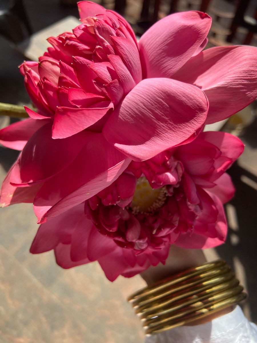 shreemastrology's tweet photo. Beauty as the five functions of the Divine 💘💐

It’s Friday so I’m naturally thinking of beauty.
Beauty has always been dismissed as something superficial, but I’ve been wondering if beauty is actually one of the deepest ways God acts in the world.
In Sri Vidya, Lalita Tripurasundari performs the five cosmic functions: creation, sustenance, dissolution, concealment and grace. The Lalita Sahasranama praises her as Srishtikartri (the Creatrix), Goptri (the Protectress and Sustainer), Samharini (the Dissolver), Tirodhanakari (She who conceals), and Sadasivanugrahada (She who grants grace even to Sadasiva). These are the rhythmic cycles through which existence unfolds.
The more I’ve contemplated this, the more I’ve come to feel that a woman’s beauty reflects these same five movements.
Beauty creates: Before anything has happened outwardly, beauty creates entire worlds within consciousness. It gives birth to longing, imagination, poetry, devotion and possibility. A single glimpse of beauty can become an entire universe in someone’s heart. ऐं
Beauty sustains: It nourishes the senses and reminds us that life is worth inhabiting. Whether it’s the beauty of a face, a home lovingly cared for, kind words, flowers offered to the Divine or food prepared with love, beauty sustains us just as deeply as anything material. श्रीं 
Beauty dissolves. We often imagine destruction as something harsh, but beauty has its own terrifying power. It humbles us, silences the mind. It dissolves the ego until there is only wonder left. It’s when one moves beyond the self. क्लीं
Beauty conceals and this is  perhaps the most mysterious function. Beauty is the veil through which the Goddess hides Herself, for She is the deepest wisdom. The Goddess enchants us first because enchantment is how She invites us inward. ह्रीं
And finally, beauty is grace. Grace is the revelation that transforms the previous four. It is the realization that beauty was never pointing toward itself. It was always pointing toward God. ॐ 
This also made me think differently about the five flower arrows of Kamadeva that Lalita herself holds. First we are drawn, then sustained, then undone, then left in mystery, until finally grace reveals what was always hidden. Maybe this is why beauty has such extraordinary power over us. Not because it is shallow, but because it is one of the ways the Goddess governs reality.
l've also started wondering whether anything is ever truly ugly. Perhaps what we call ugliness is simply beauty. Grace reveals what could not yet be seen. Maybe that's why beauty has always felt a little like fantasy to me and I think it's because true beauty feels almost impossible. It bends reality just enough to make the ordinary feel enchanted. Beauty has a way of making the world feel more magical than it did a moment ago.
And maybe that's why I love women so much.
Women have an instinct to beautify everything they touch. We braid flowers into our hair, light candles for no reason, spend hours choosing ribbons, perfume, jewelry, fabrics, recipes, music, poetry and art.
In doing so, we're participating in the Goddess herself, who never stops making the world more beautiful than it was yesterday.
Beauty has always been one of God's most miraculous ways of loving the world.
Jai Ambe 🌹 
Happy Friday 🪷