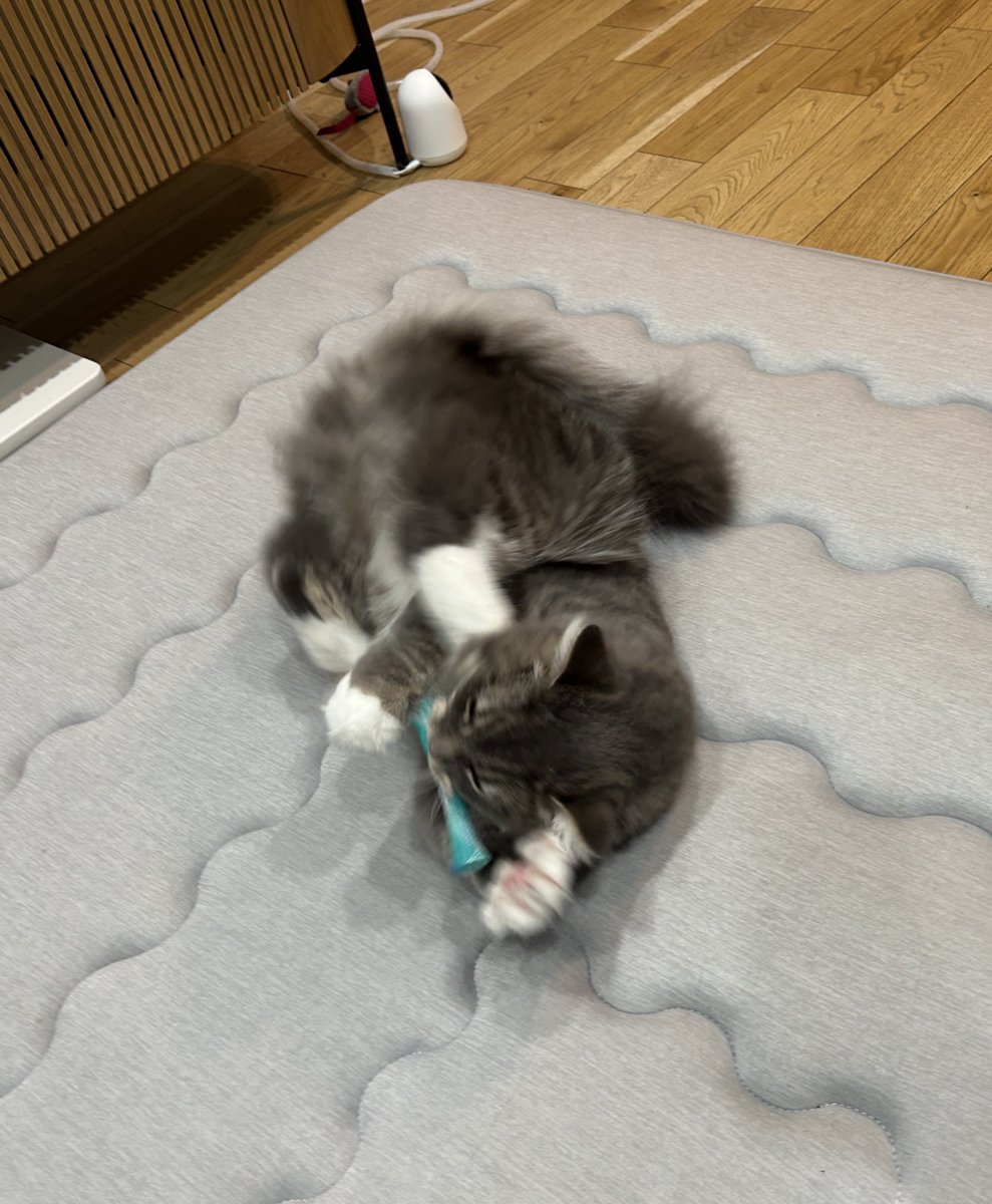 eng_sks's tweet photo. おもちゃ掴んだ瞬間の力んだ顔、手から離れて慌ててバタバタ、謎の持ち上げ技ぜんぶかわいい https://t.co/8dTwIDqB9Z