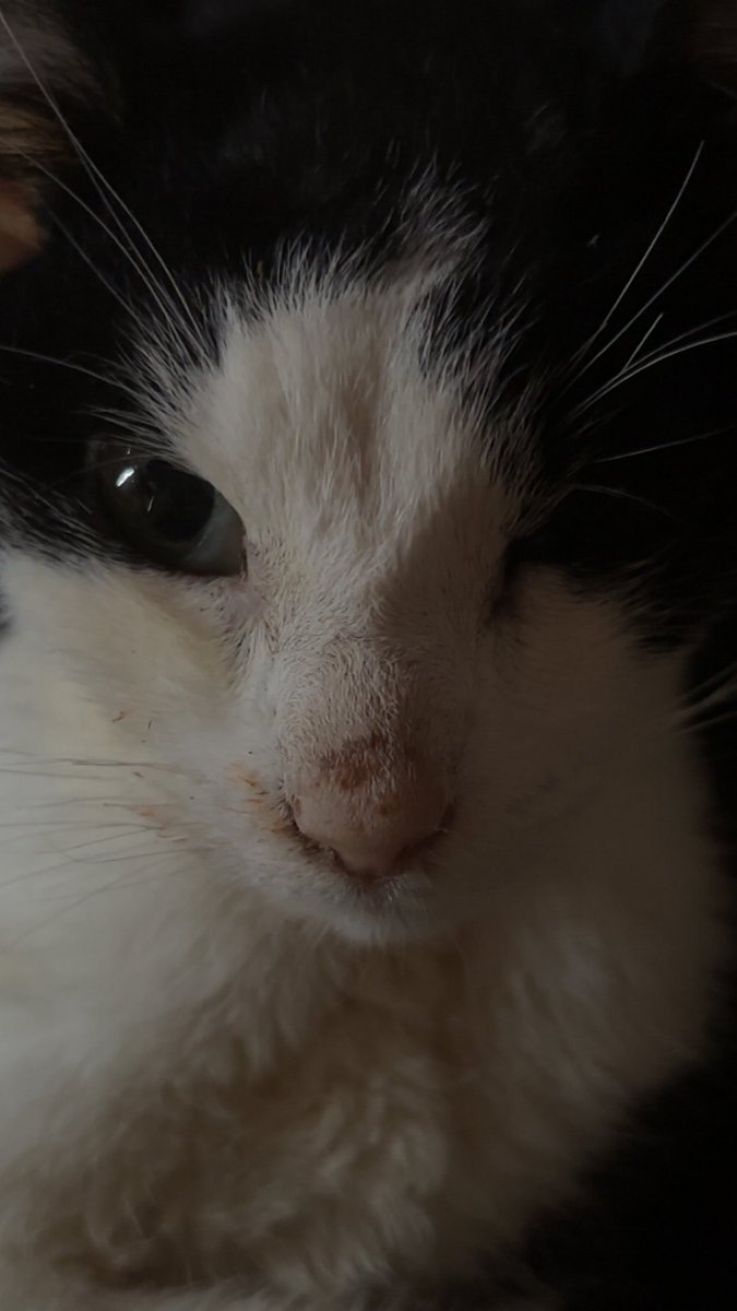OtherSide_Felix's tweet photo. I don’t really like getting personal on social media anymore cause I think it’s such a crapshoot but

Today I lost my beautiful cat, Spot. She was 7 years old and passed quietly in the night. 

I’ll miss her, so, so much. https://t.co/DW4trzVrlM